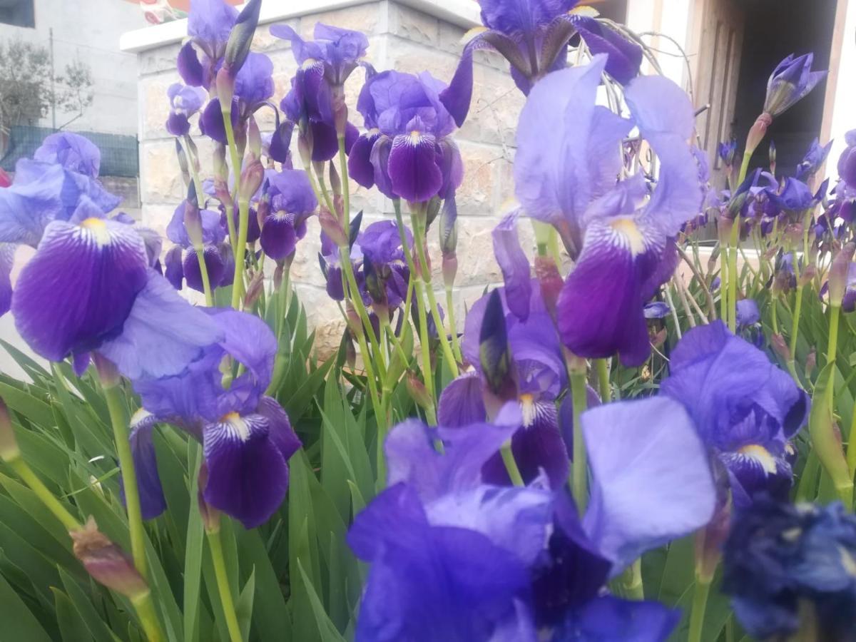 Castello Flower Apartment Kaštela エクステリア 写真